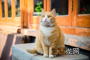 橘猫怎么养胖 十个橘猫九个胖