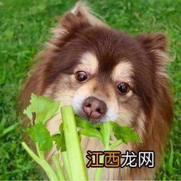 狗不能吃的五种蔬菜 是哪五种呢