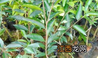 沉香盆栽方法和管理技术 沉香盆栽方法和管理技术视频