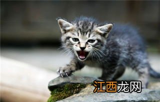 公猫为什么要咬母猫 公猫咬母猫的原因