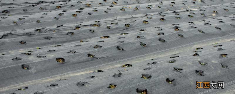 农用地膜的厚度是多少,地膜标准厚度