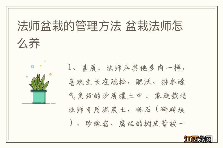 法师盆栽的管理方法 盆栽法师怎么养