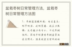 盆栽枣树日常管理方法，盆栽枣树日常管理方法图