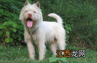 哪种犬打猎最厉害 这些都是打猎好手