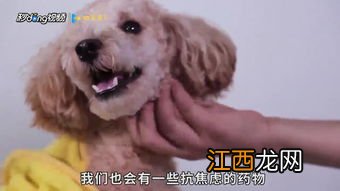 怎么解决晚上幼犬叫 如何解决晚上幼犬叫