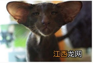 和暹罗猫相处技巧 怎么和猫相处