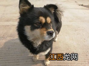 什么狗最镇宅 最好在农村也能养的