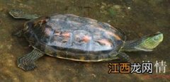 花龟家养方法 花龟家养方法介绍