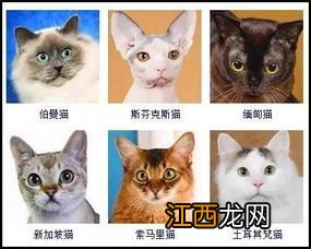 猫咪品种介绍 猫咪种类介绍