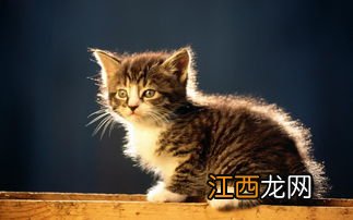 猫这篇课文围绕猫的可爱讲了哪几层意思 猫这篇课文围绕猫的可爱讲的意思简述