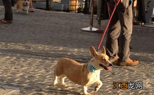 狗掉毛厉害怎么办 狗掉毛厉害解决方法