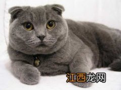 英短蓝猫认主人的表示 英短蓝猫外貌如何