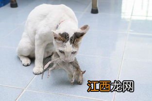 朝花夕拾之狗猫鼠原文 狗猫鼠原文