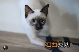 暹罗猫优点和缺点 暹罗猫有什么优点和缺点呢