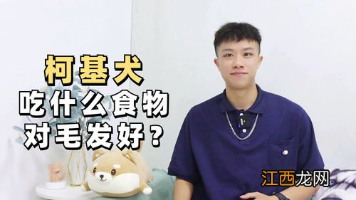 柯基犬吃什么对毛发好 柯基犬吃什么好