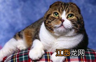 折耳猫怎么养 折耳猫如何饲养