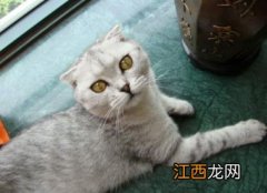 折耳猫怎么养 折耳猫如何饲养