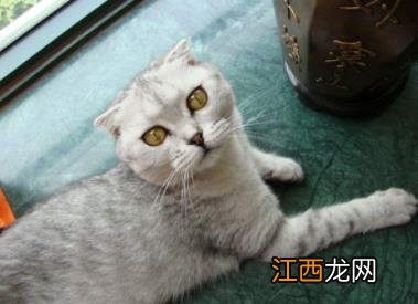 折耳猫怎么养 折耳猫如何饲养