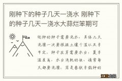 刚种下的种子几天一浇水 刚种下的种子几天一浇水大蒜烂笨期可以交水吗