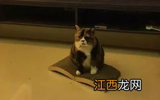 怎么样能养胖猫 怎么养猫介绍