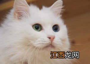 牛磺酸猫可以吃吗 牛磺酸猫可以吃吗解释