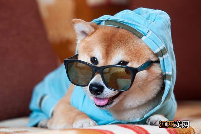 怎么训练柴犬才会不咬人 训练柴犬不咬人的方法