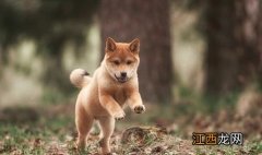 怎么训练柴犬才会不咬人 训练柴犬不咬人的方法