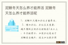 泥鳅冬天怎么养才能养活 泥鳅冬天怎么养才能养活呢