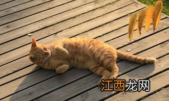 猫砂哪种好 看看哪种适合你家猫咪