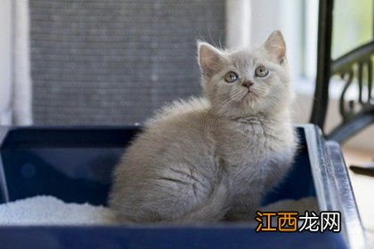 猫砂哪种好 看看哪种适合你家猫咪