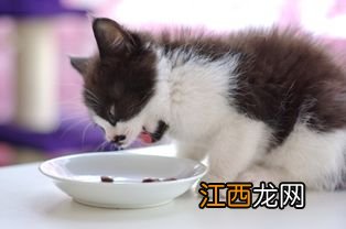 在家找不到猫怎么办 下面5个方法教你解决