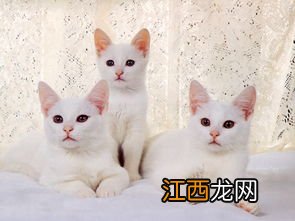 在家找不到猫怎么办 下面5个方法教你解决