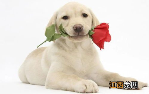 城市适合养什么狗 城市适合养的狗推荐