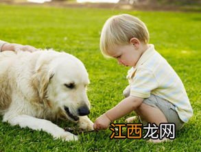 家里有小孩适合养什么狗 家里有小孩最适合养的狗狗