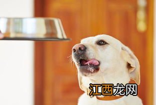 给狗狗喂食的正确方法 可以选择怎么喂狗