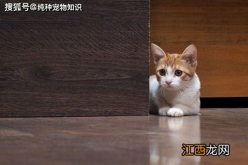 训猫的方法 怎么管教猫