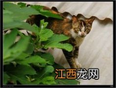 训猫的方法 怎么管教猫