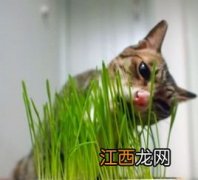 猫草对猫有什么作用 猫草对猫有哪些作用