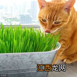 猫草对猫有什么作用 猫草对猫有哪些作用