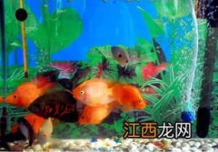 新手养什么鱼比较好 热爱水族从新手坐起