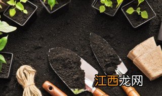 芦笋怎么种植高产，芦笋怎么种植高产多肉