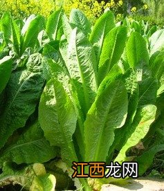 莴笋叶煮水要煮多久