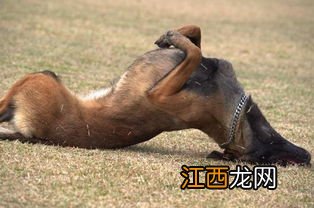 怎么训练马犬 训练马犬方法