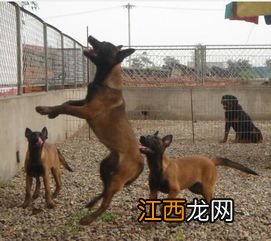 怎么训练马犬 训练马犬方法