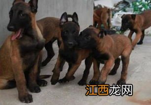 怎么训练马犬 训练马犬方法