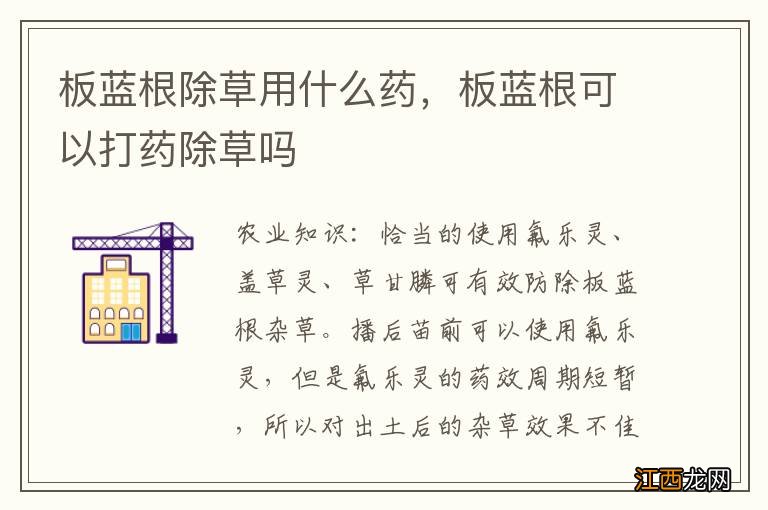 板蓝根除草用什么药,板蓝根可以打药除草吗