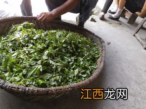 莓茶是白霜多好还是不多好-莓茶上的白霜是不是越多越好