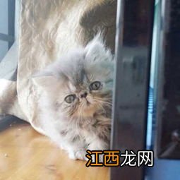宠物猫有哪些品种 分别产自于哪里