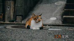 宠物猫有哪些品种 分别产自于哪里