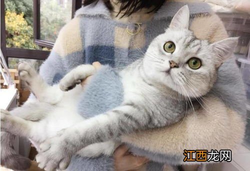 宠物猫有哪些品种 分别产自于哪里